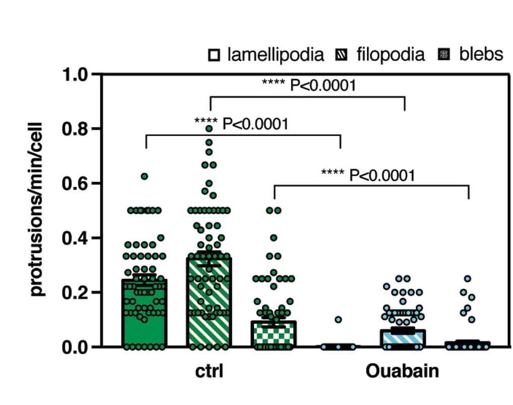 Open access visualization of Bar Plot, Scatter Plot, Lamellipodia, Filopodia, Blebs