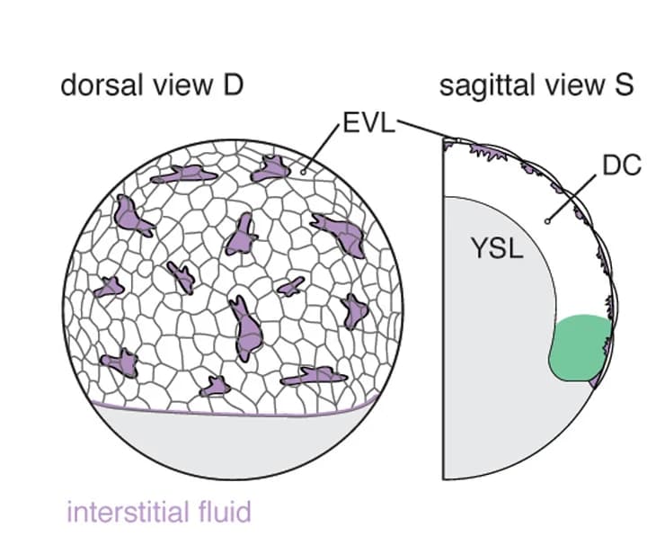 Open access visualization of Illustration, Interstitial Fluid, Embryo, Prechordal Plate, Wild-Type
