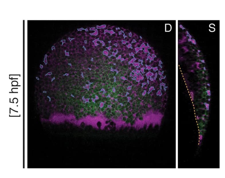 Open access visualization of Microscopy, Maximum Intensity Projections, Embryo, Yolk Syncytial Layer, Deep Cell