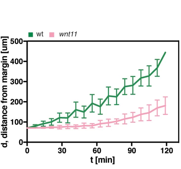 Open access visualization of Line Plot, Error Bars, Prechordal Plate, Embryo, Germ Ring