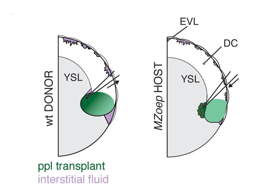 Open access visualization of Illustration, Workflow, Interstitial Fluid, Prechordal Plate, Embryos
