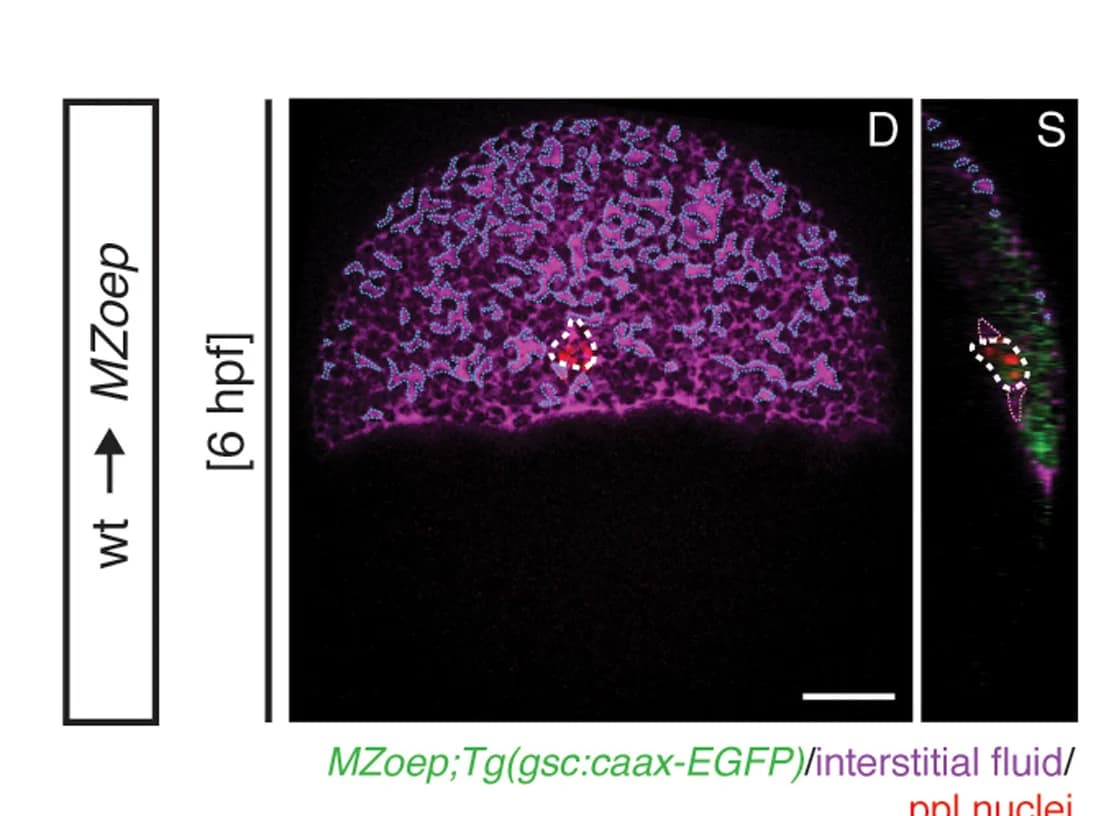 Open access visualization of Microscopy, Embryos, Prechordal Plate, Interstitial Fluid, Enveloping Layer