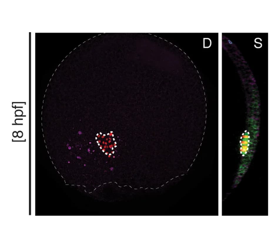Open access visualization of Microscopy, Embryos, Prechordal Plate, Interstitial Fluid, Enveloping Layer