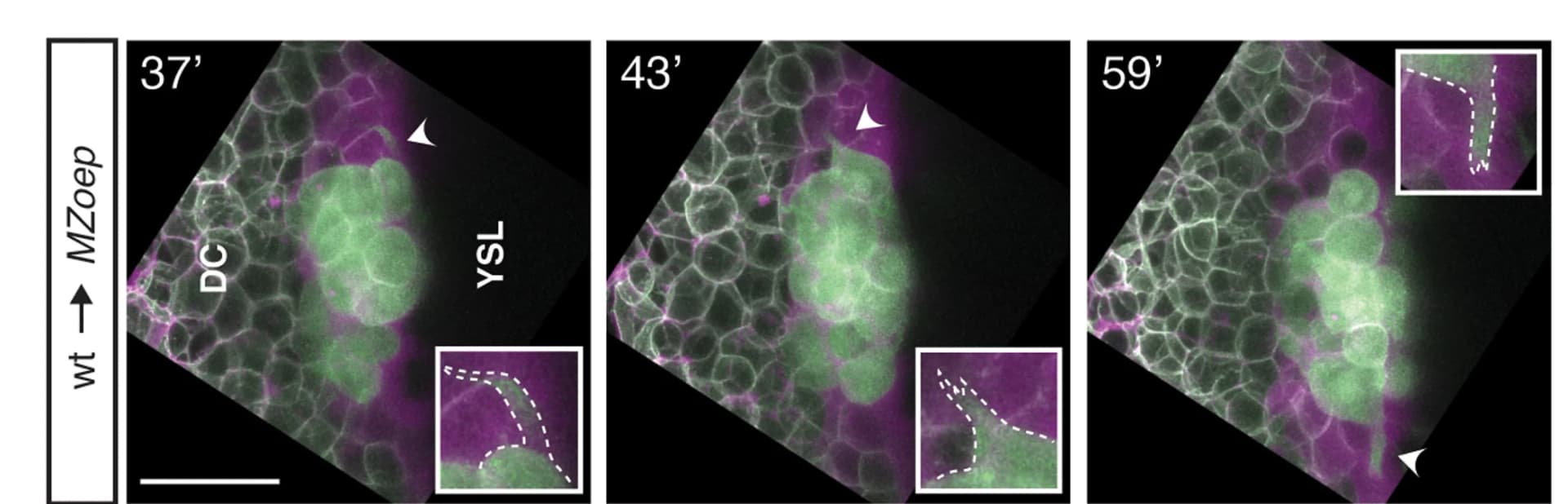 Open access visualization of Microscopy, Prechordal Plate, Embryos, Control, Ouabain