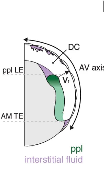 Open access visualization of Illustration, Deep Cell, Radial Velocity, Prechordal Plate, Leading Edge