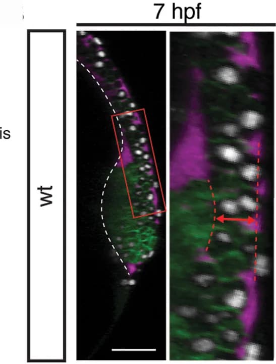 Open access visualization of Microscopy, Cross-Sections, Deep Cell, Wild-Type Embryos, Yolk Syncytial Layer
