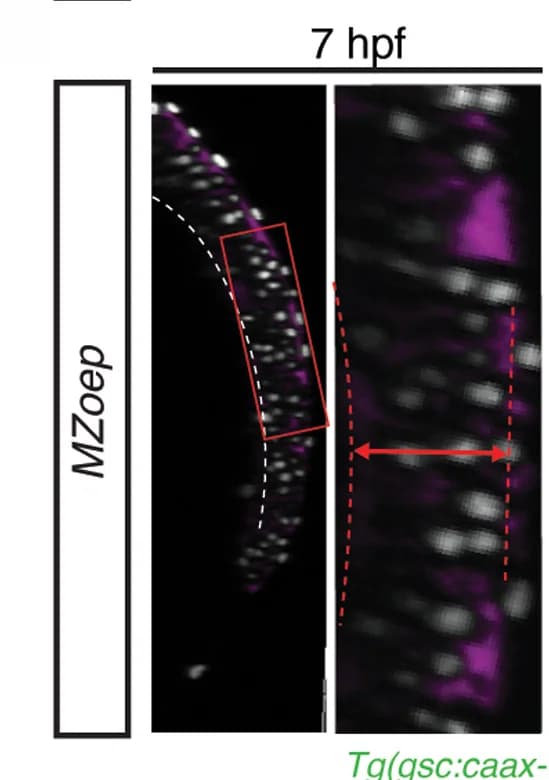 Open access visualization of Microscopy, Cross-Sections, Deep Cell, MZoep Embryos, Yolk Syncytial Layer