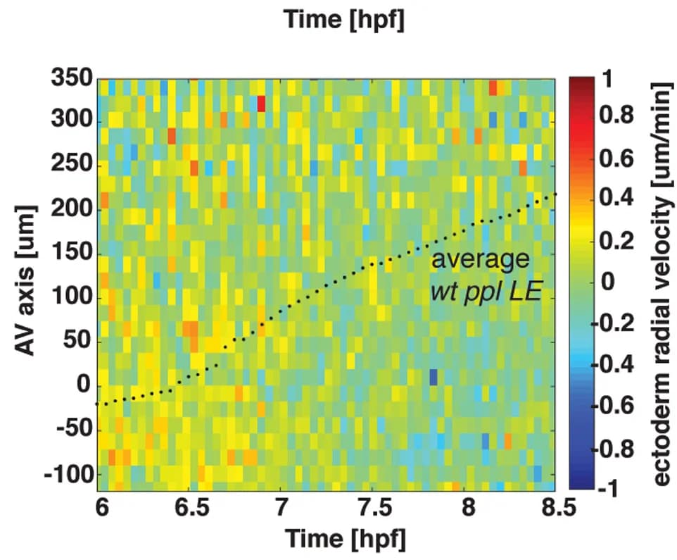 Open access visualization of Heatmap, Heatmaps, Deep Cell, Radial Displacement, Animal-Vegetal Axis