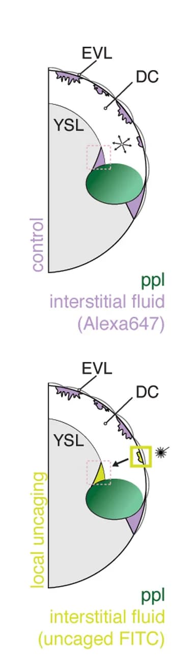 Open access visualization of Illustration, Interstitial Fluid, Control Dye, Ultraviolet Laser Photoactivation, Deep Cell