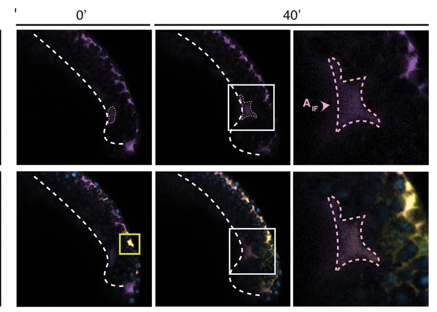 Open access visualization of Microscopy, Cross-Sections, Wild-Type Embryos, Ultraviolet Laser Activation, Control Dye