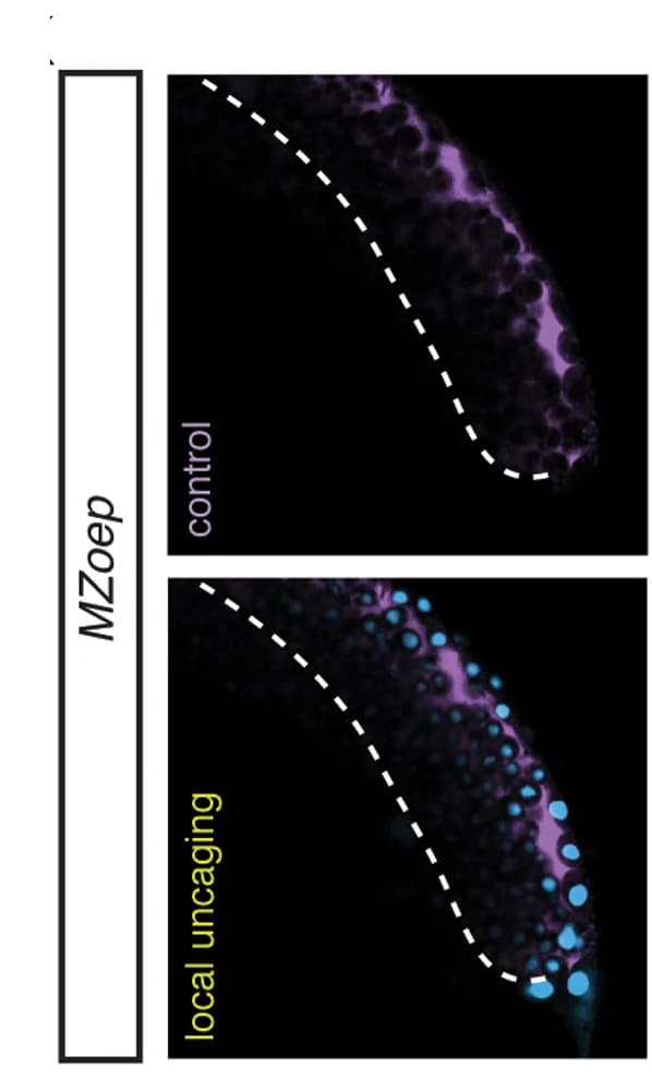 Open access visualization of Microscopy, Cross-Sections, MZoep Embryos, Ultraviolet Laser Activation, Control Dye