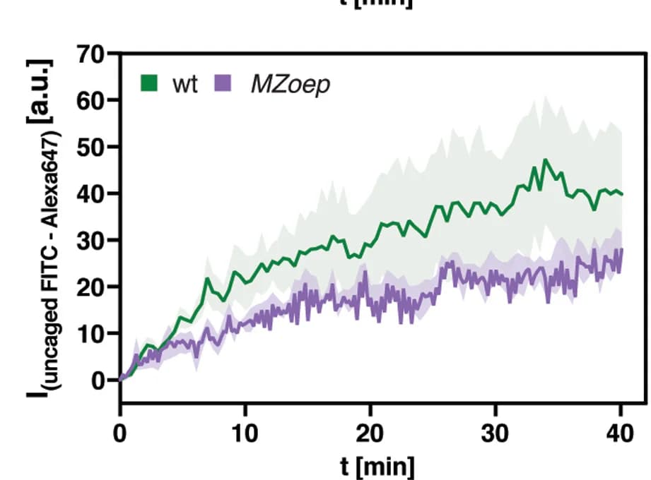 Open access visualization of Line Plot, Error Bars, Uncaged-FITC, Wild-Type Embryos, MZoep Embryos