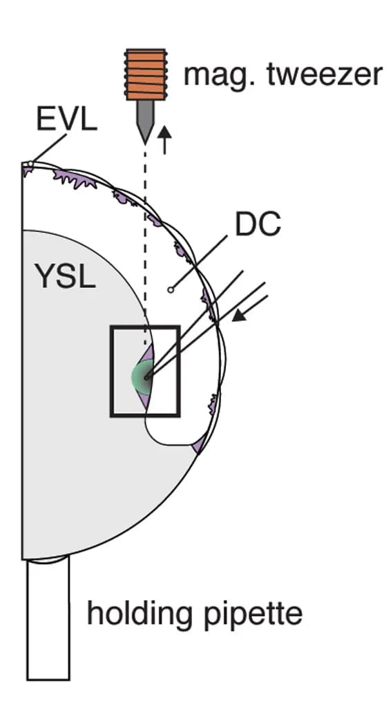 Open access visualization of Illustration, Interstitial Fluid, Magnetic Bead, Yolk Syncytial Layer, Deep Cell