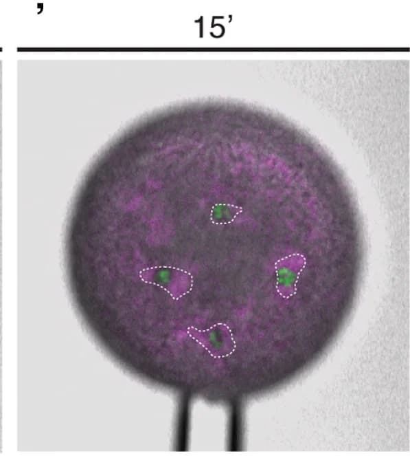 Open access visualization of Microscopy, Magnetic Tweezers, Magnetic Beads, Interstitial Fluid, Yolk Syncytial Layer