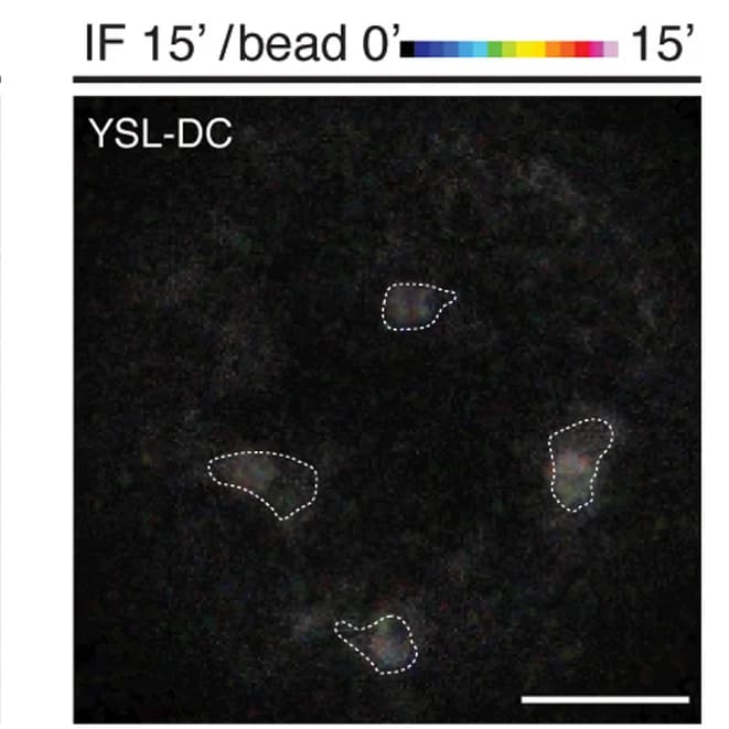 Open access visualization of Microscopy, Cross-section Images, Magnetic Beads, Yolk Syncytial Layer, Deep Cell