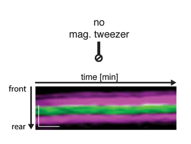 Open access visualization of Microscopy, Kymographs, Interstitial Fluid, Magnetic Bead, Magnetic Field