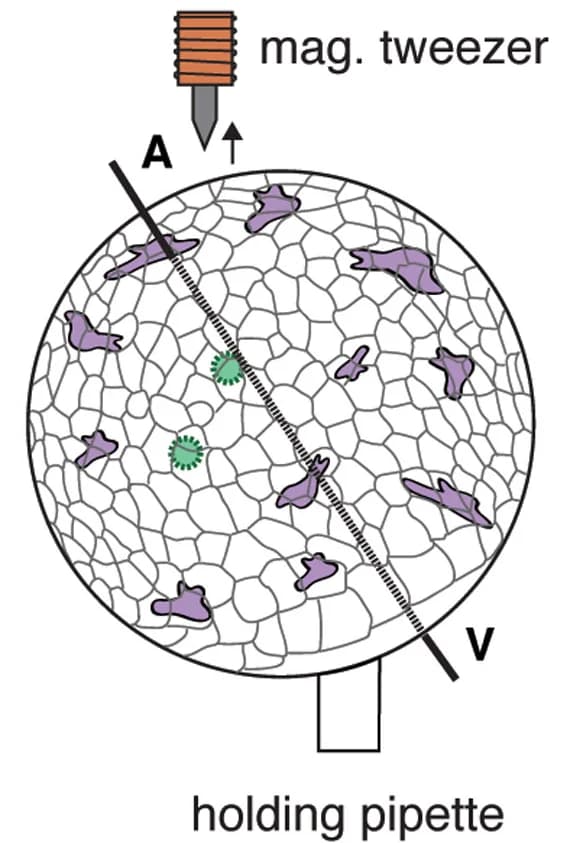 Open access visualization of Illustration, Workflow, Embryo Orientation, Interstitial Fluid, Magnetic Bead