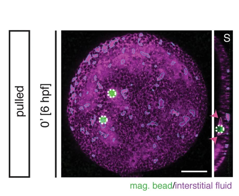 Open access visualization of Microscopy, Maximum Intensity Projections, Cross-sections, Sagittal View, MZoep;gsc::caax-EGFPembryos