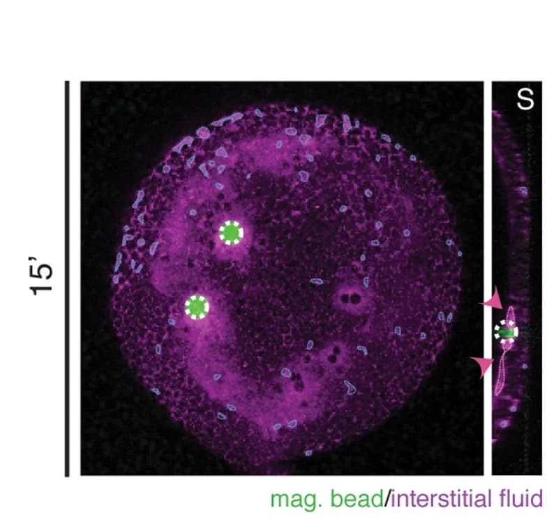 Open access visualization of Microscopy, Maximum Intensity Projections, Cross-sections, Sagittal View, MZoep;gsc::caax-EGFPembryos