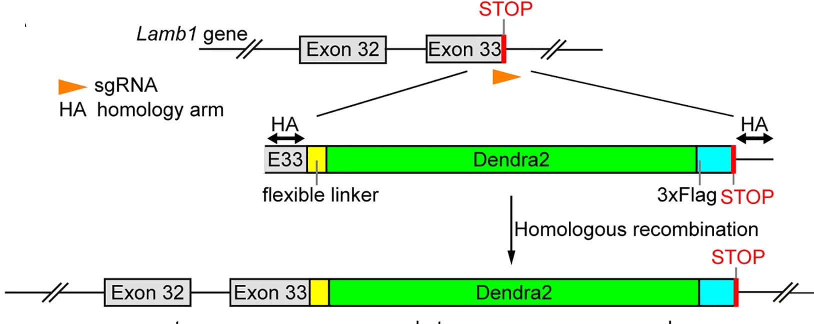 Open access visualization of Workflow, Illustration, CRISPR-Cas, Gene Editing, Schematic Illustration