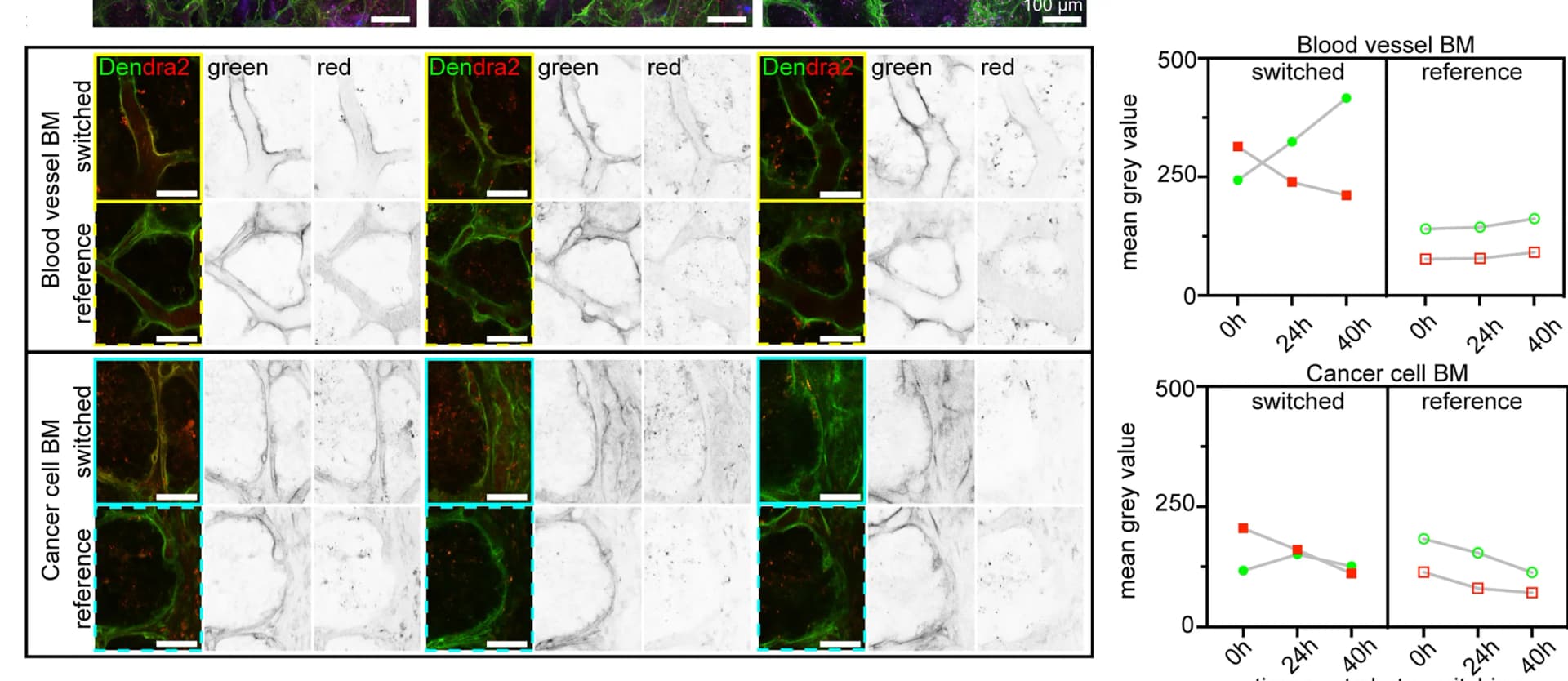 Open access visualization of Line Plot, Microscopy, Dendra2, Photo-switching, Basement Membrane