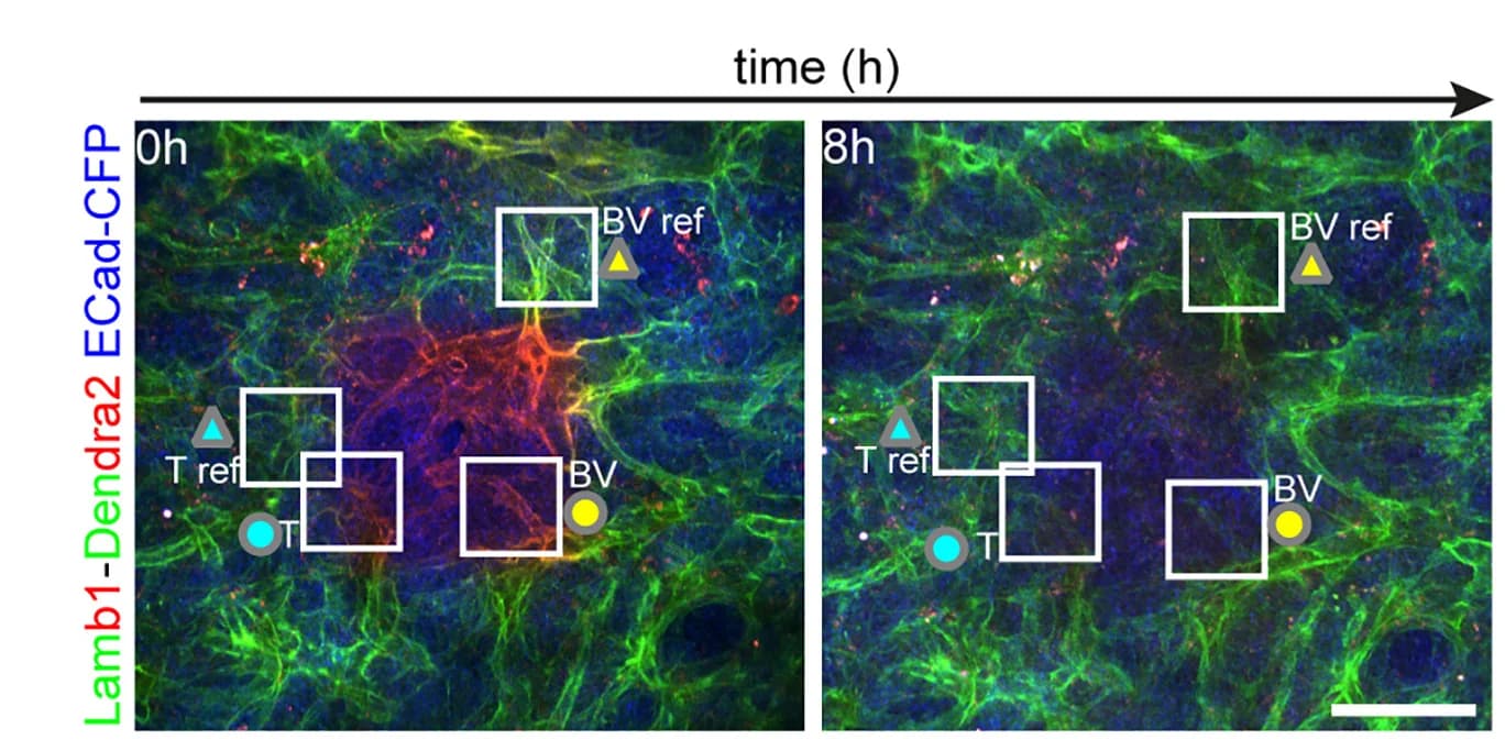 Open access visualization of Microscopy, Mice, Time-lapse imaging, Photo-switching, Tumors