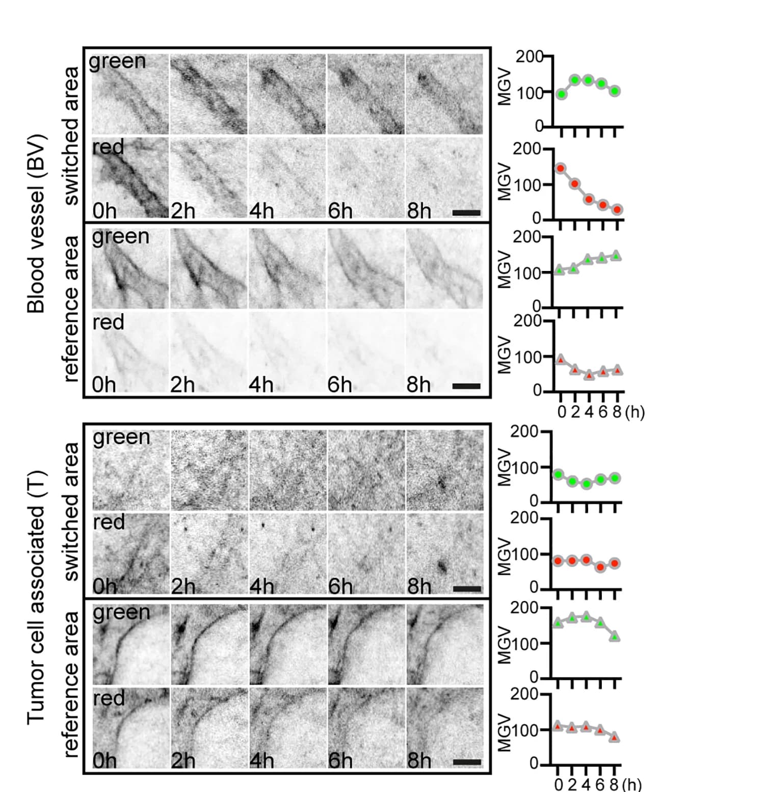 Open access visualization of Line Plot, Microscopy, Dendra2, Blood vessel, Tumor