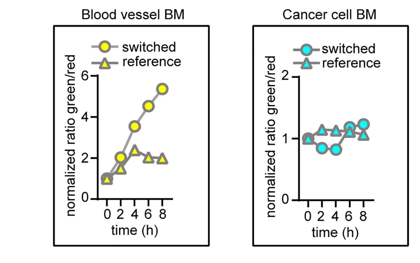 Open access visualization of Line Plot, Dendra2, Blood vessel, Tumor, Basement Membrane