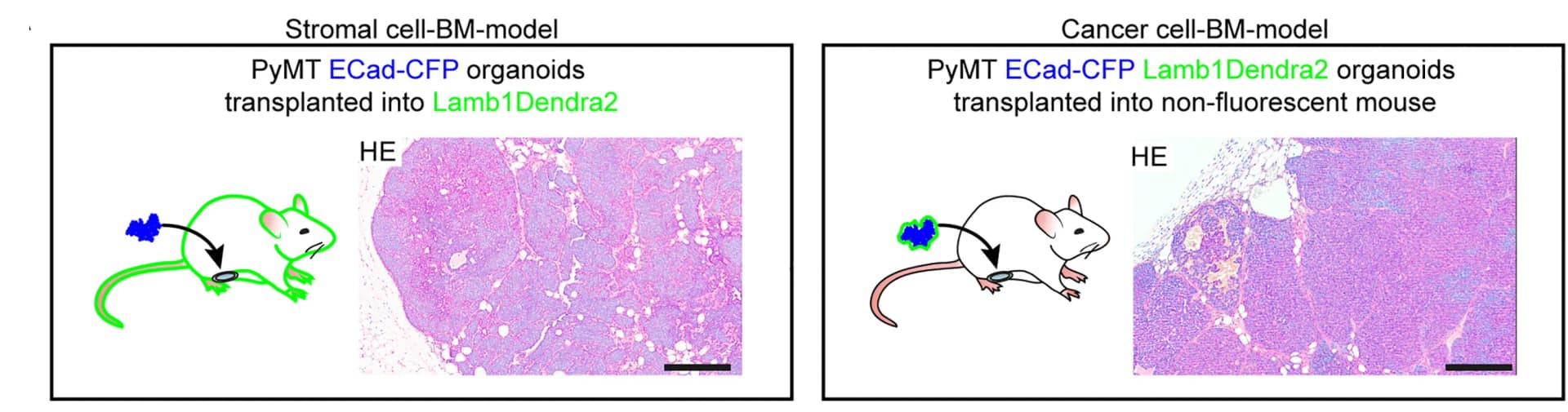 Open access visualization of Microscopy, Illustration, Transplantation, Stromal-cell-BM model, Cancer-cell-BM model