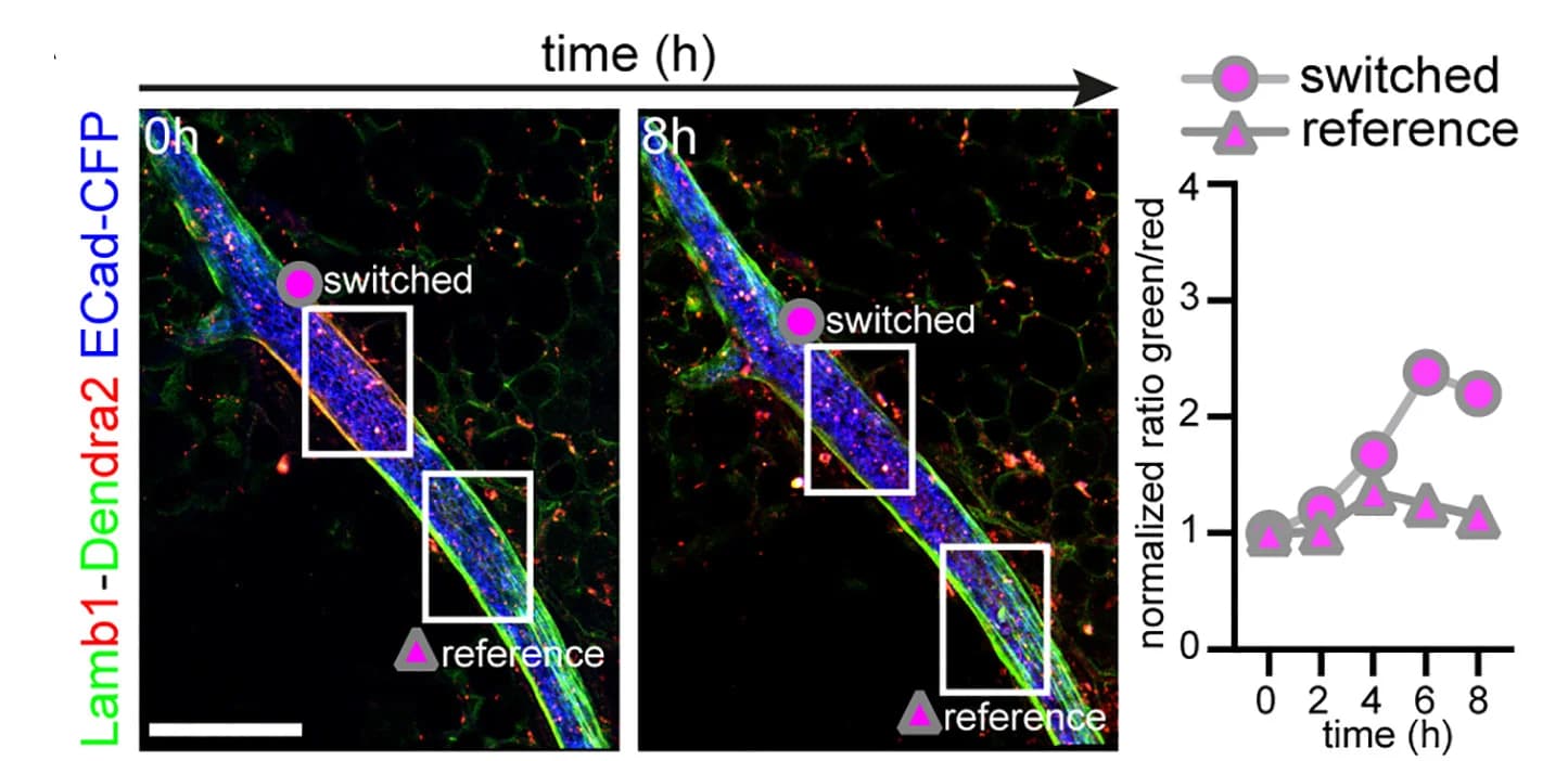 Open access visualization of Line Plot, Microscopy, Photo, Time-Lapse Imaging, Photo-Switching
