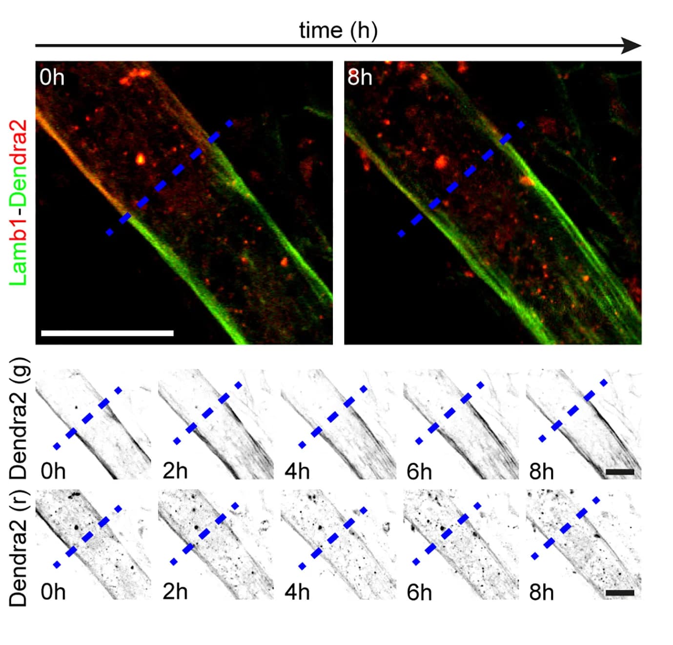 Open access visualization of Microscopy, Time-Lapse Imaging, Photo-Switching, Lamb1-Dendra2, Interface