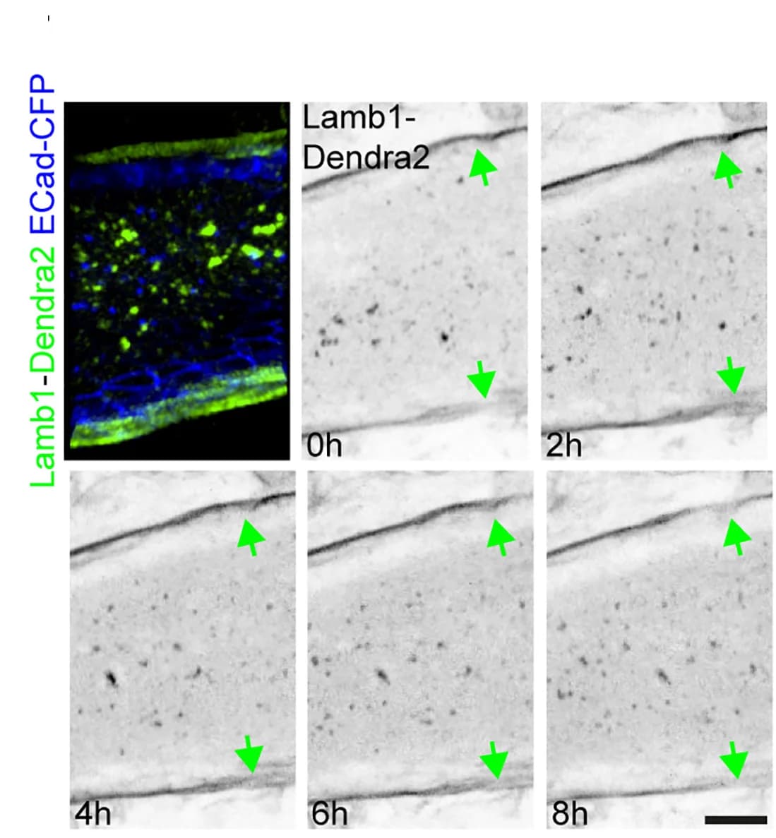 Open access visualization of Microscopy, Basement Membrane, Lamb1-Dendra2, Epithelial Cells, Mammary Epithelium