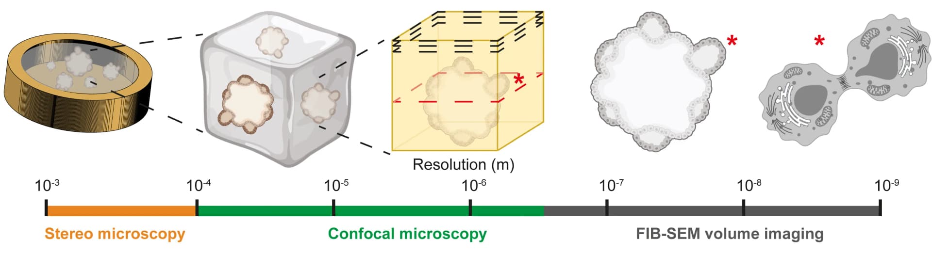 Open access visualization of Illustration, 3D Cell Cultures, Stereo Light Microscopy, Confocal Fluorescence Microscopy, Cryo-fixation