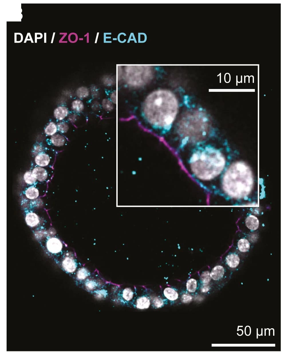 Open access visualization of Microscopy, Polarity Markers, Immunostaining, Epithelial Cadherin, Zonula Occludens-1