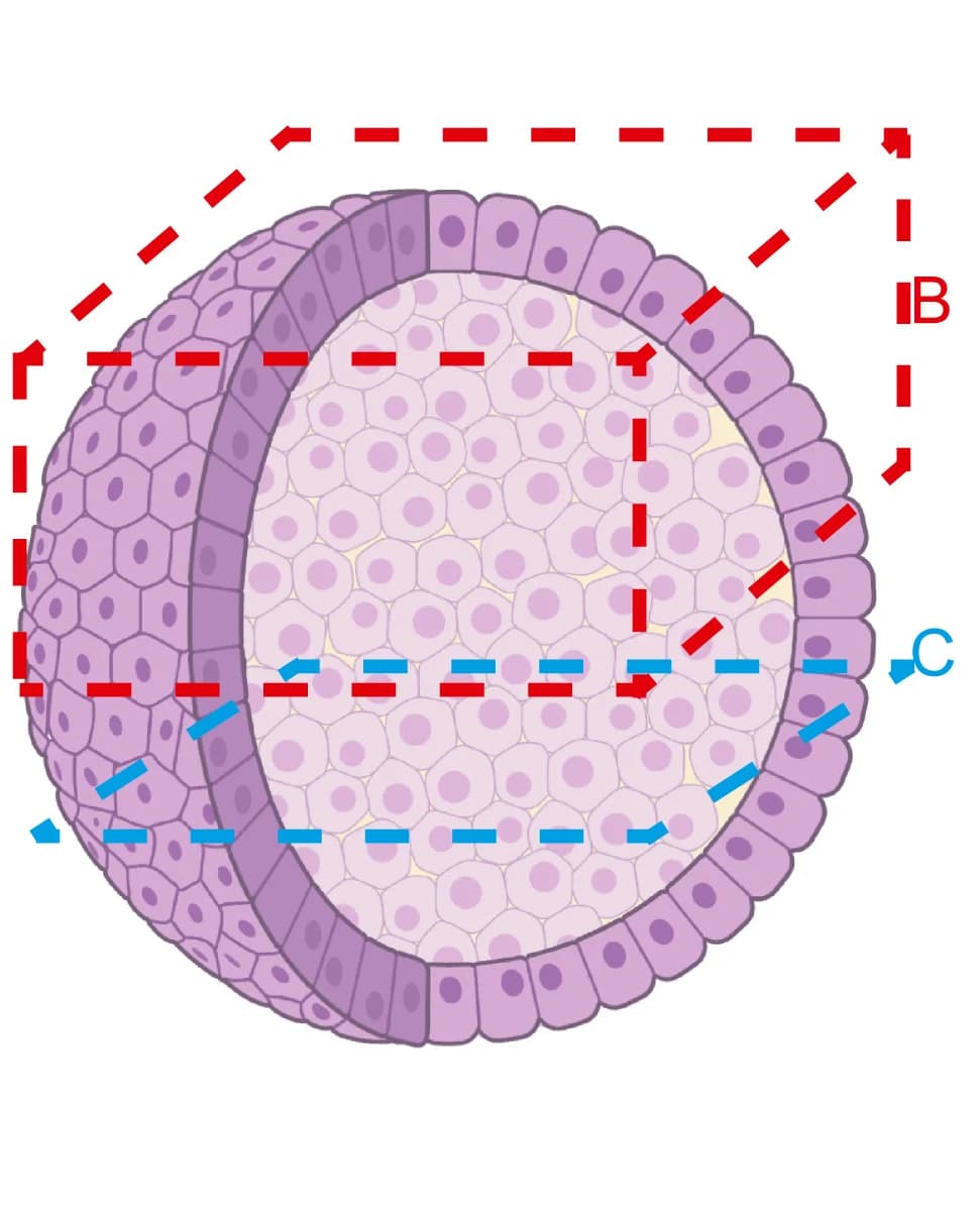 Open access visualization of Illustration, BT-474 Human Breast Cancer Spheroid, Confocal Imaging, Freezing, Freeze-Substitution