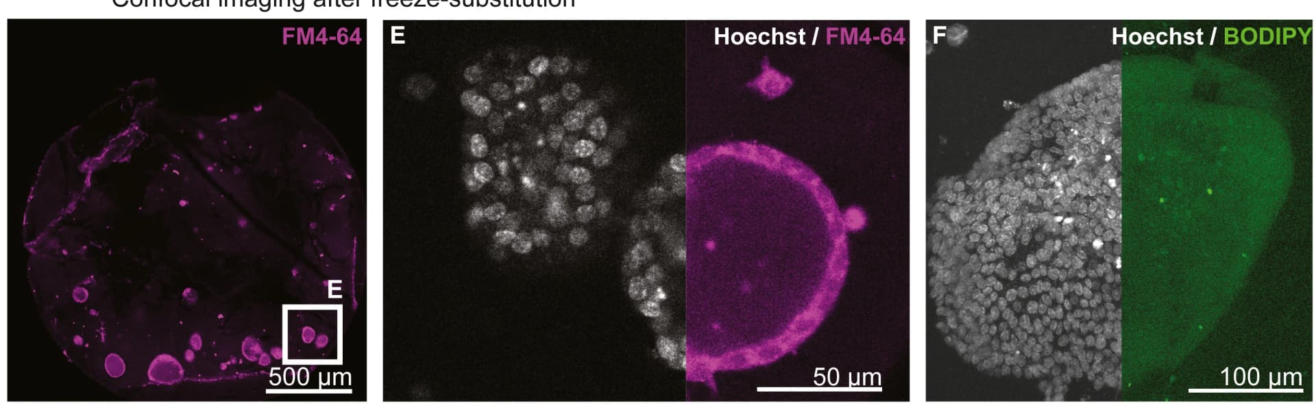 Open access visualization of Microscopy, Primary Mouse Mammary Gland Organoids, Confocal Imaging, Membrane, Nuclear Live Dyes