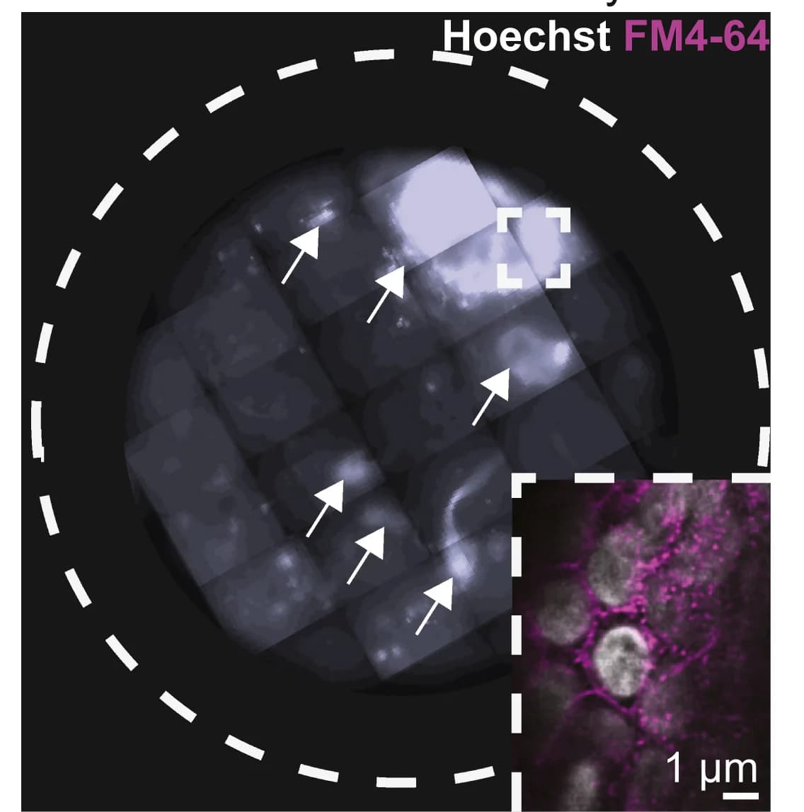 Open access visualization of Microscopy, Cryo-Light Microscopy, High-Pressure Freezing, Nuclear, Membrane