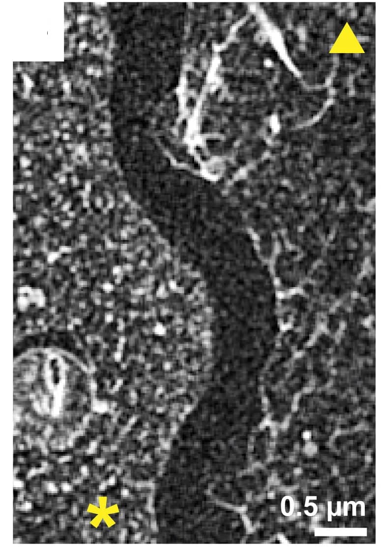 Open access visualization of Microscopy, Cell, Chromatin, Centriole, Mitochondria