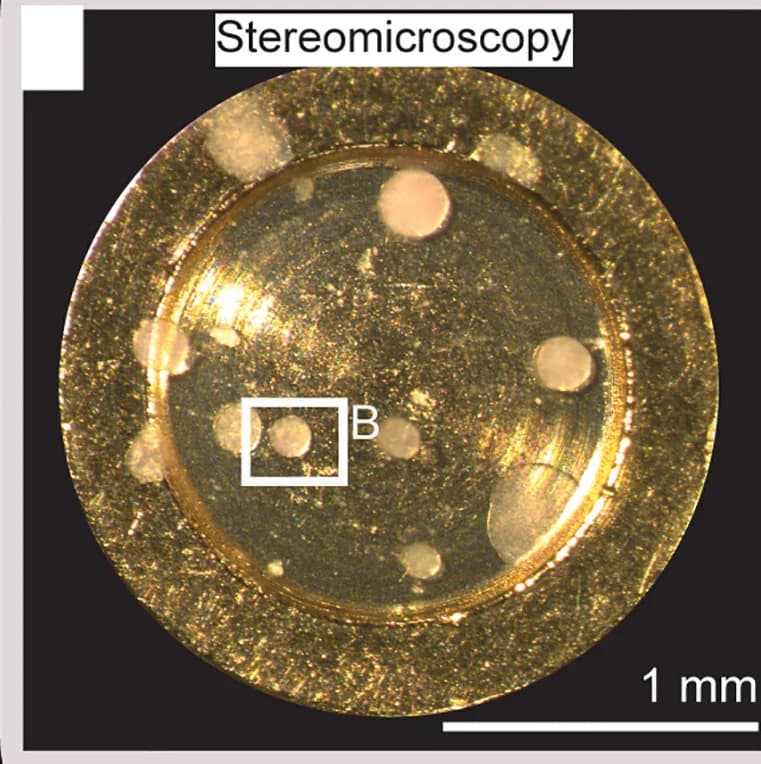 Open access visualization of Microscopy, Stereomicroscopy, BT-474 Human Breast Cancer Spheroid, HPF Carrier