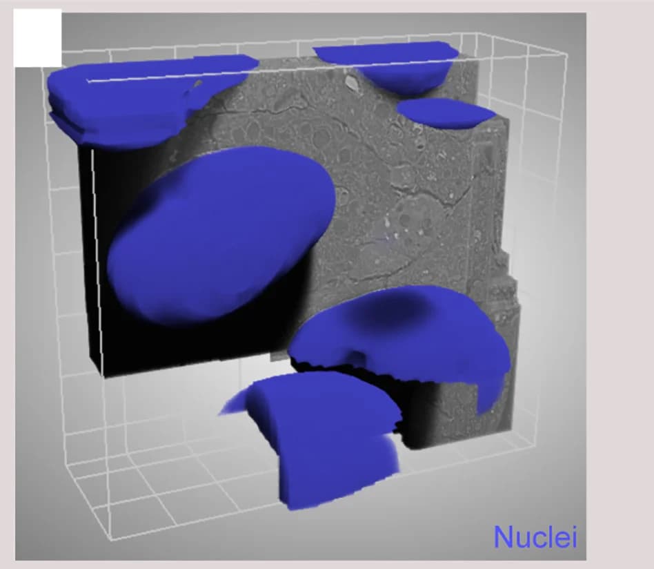 Open access visualization of 3D Plot, Microscopy, 3D Representation, FIB-SEM Acquisition, Automatic Segmentation