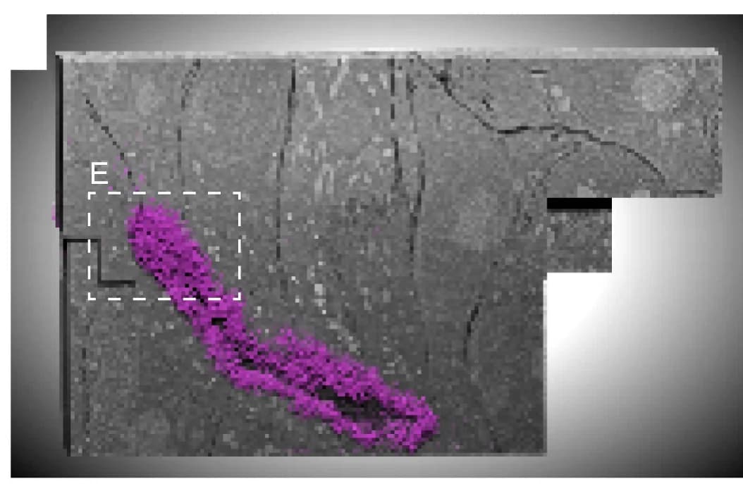 Open access visualization of Microscopy, 3D Rendering, Actin Bundles, Microvilli, Segmentation