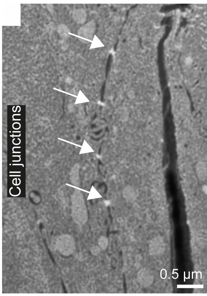 Open access visualization of Microscopy, FIB-SEM, Cell Junctions