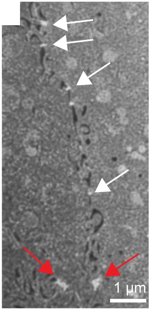 Open access visualization of Microscopy, FIB-SEM, Cell Junctions, Desmosomes