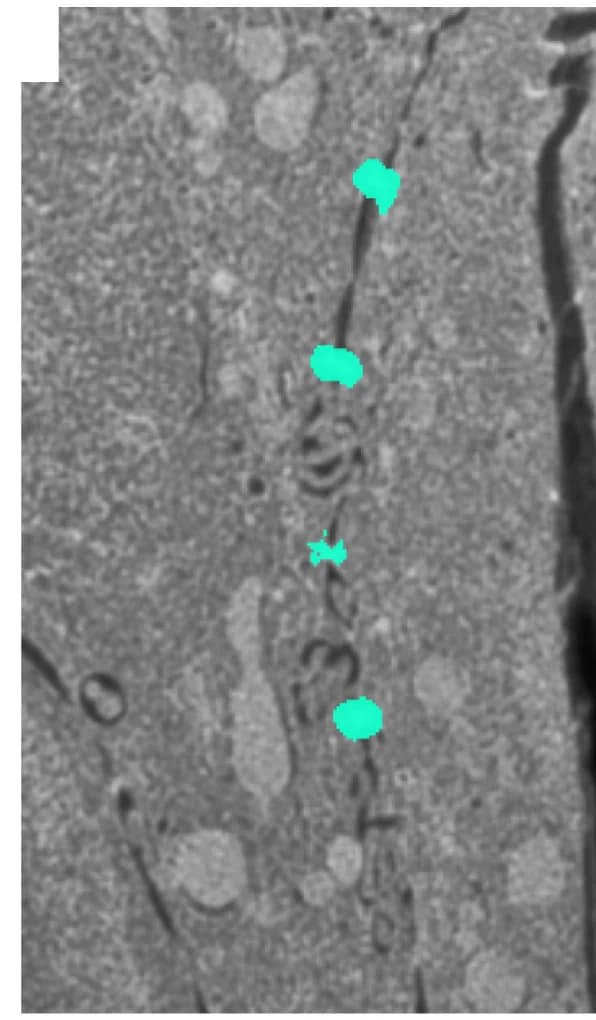 Open access visualization of Microscopy, Segmentation, Cell Junctions