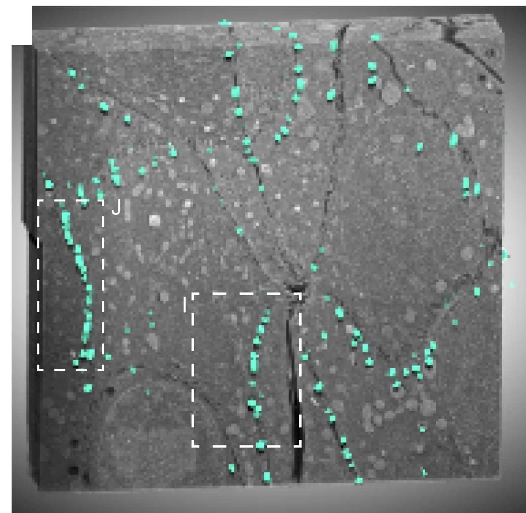 Open access visualization of Microscopy, 3D Rendering, Cell Junctions, Desmosomes, Segmentation