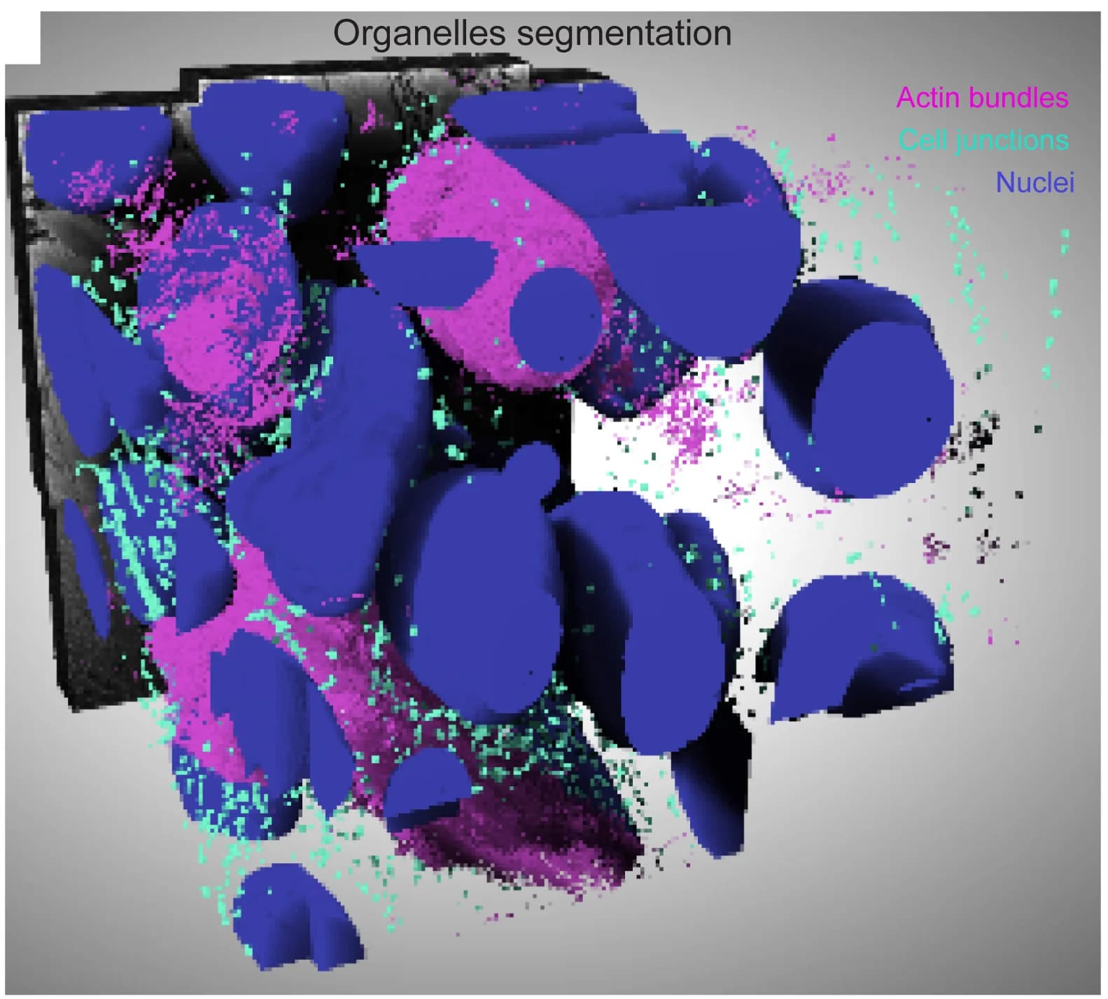 Open access visualization of 3D Plot, 3D Rendering, Segmentation, Nuclei, Actin Bundles