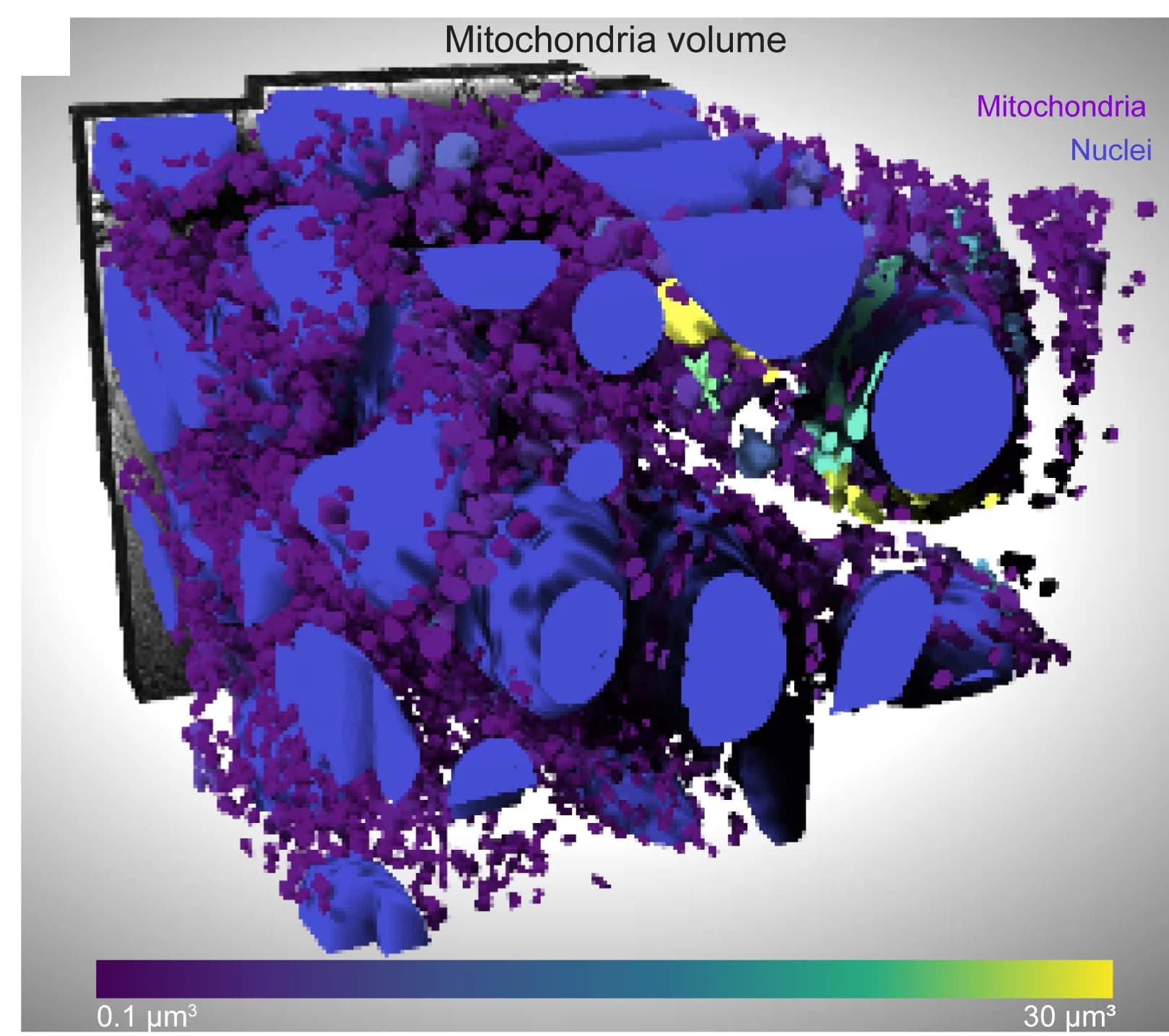 Open access visualization of 3D Plot, 3D Rendering, Segmentation, Nuclei, Mitochondria