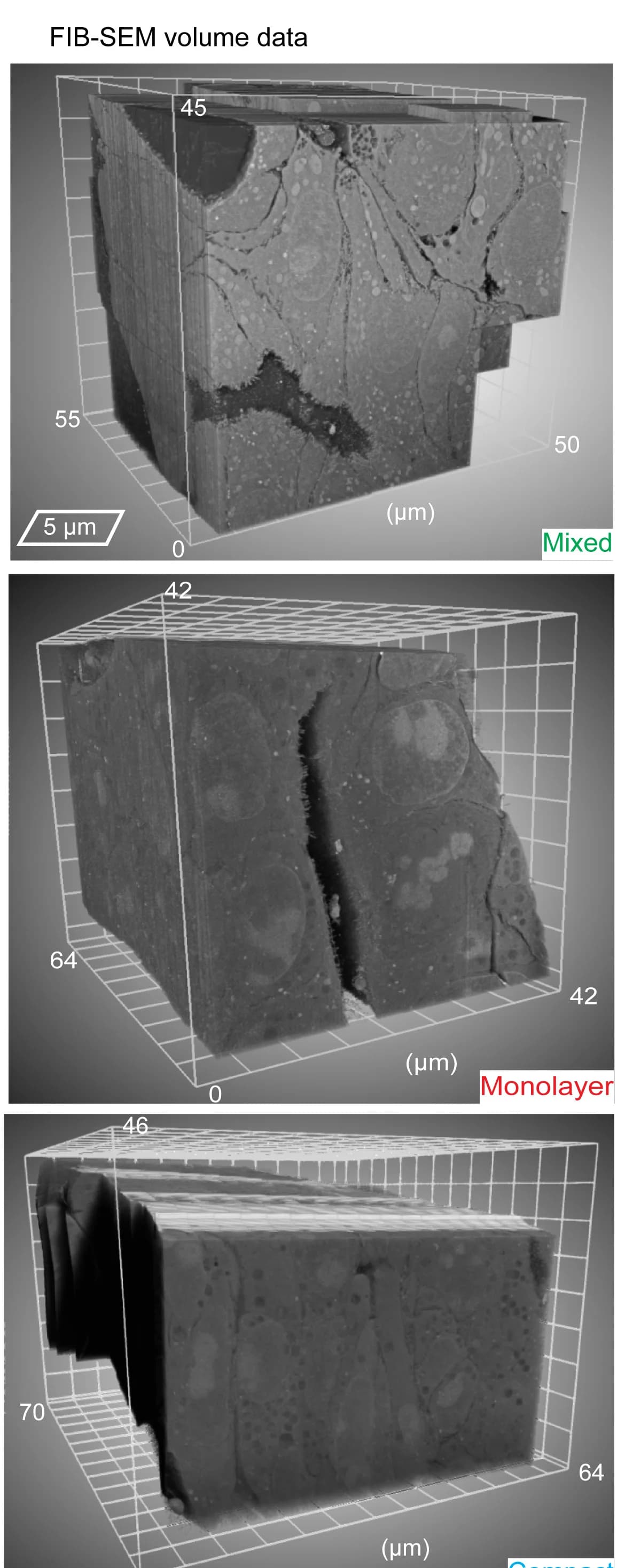 Open access visualization of Microscopy, 3D Representation, Cell Morphology, Lumina