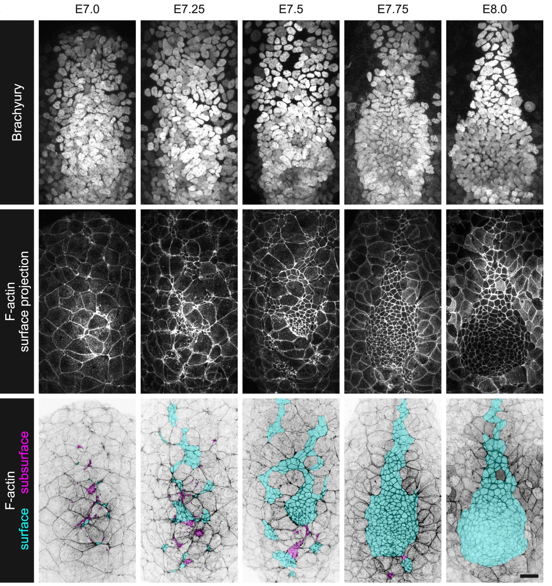Open access visualization of Microscopy, Axial Mesoderm Cells, Wild-type Mouse Embryos, Brachyury, F-actin