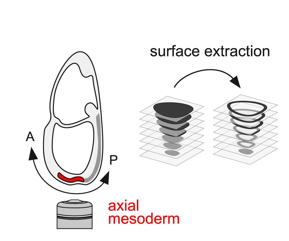 Open access visualization of Illustration, Workflow, Embryo Orientation, Surface Extraction Method, Anterior